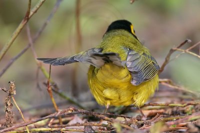 _MG_2764 Hooded Warbler.jpg