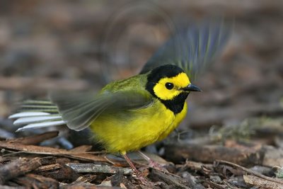 _MG_2829 Hooded Warbler.jpg
