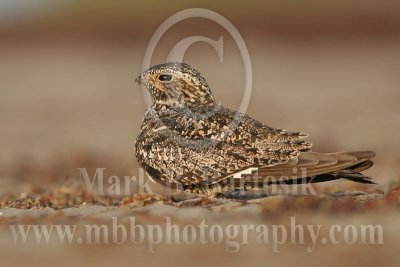 3656759 Common Nighthawk.jpg