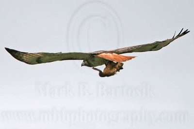 Red-tailed  Hawk.jpg