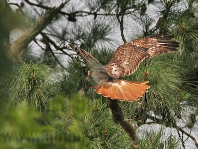 _MG_9332 Red-tailed Hawk.jpg