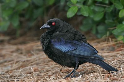 _MG_9385 Bronzed Cowbird.jpg
