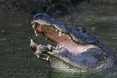 _MG_3023 American Alligator.jpg
