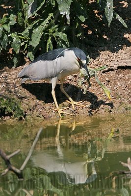 _MG_9925 Black-crowned Night Heron & Great Egret chick.jpg