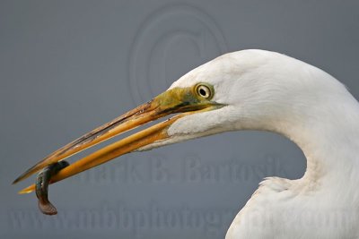 _MG_9460 Great Egret.jpg