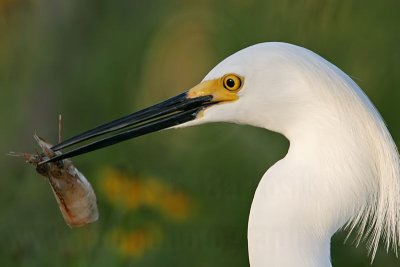 Snowy Egret: Food