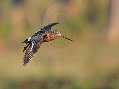 _MG_0118 Hudsonian Godwit.jpg