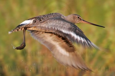 _MG_0292 Hudsonian Godwit.jpg