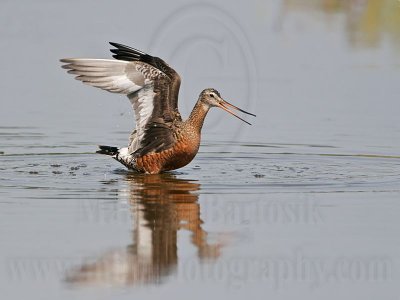 _MG_6517 Hudsonian Godwit.jpg