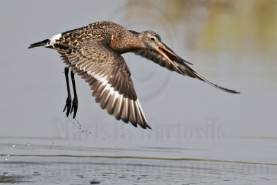 _MG_6518 Hudsonian Godwit.jpg