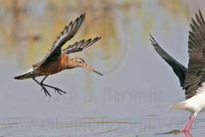 _MG_6519 Hudsonian Godwit.jpg