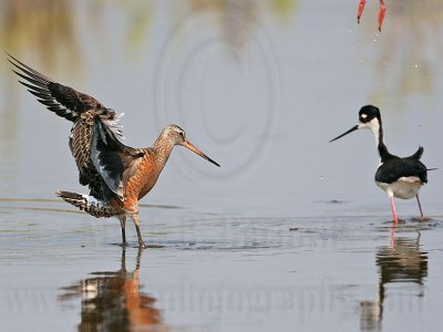 _MG_6521 Hudsonian Godwit.jpg