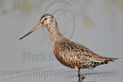 _MG_6661 Hudsonian Godwit.jpg