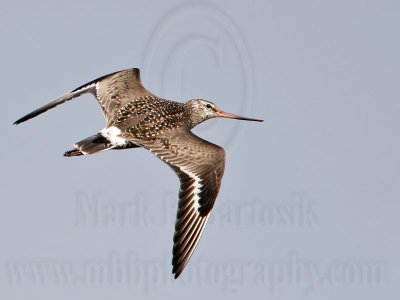 _MG_6689 Hudsonian Godwit.jpg