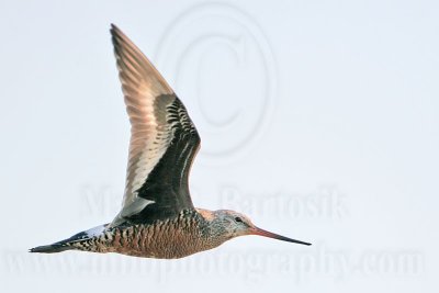 _MG_6704 Hudsonian Godwit.jpg