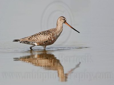 _MG_6804 Hudsonian Godwit.jpg