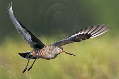 _MG_6900 Hudsonian Godwit.jpg
