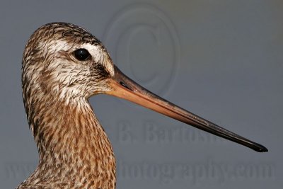 _MG_8676 Hudsonian Godwit.jpg