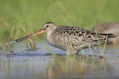 _MG_9034 Hudsonian Godwit.jpg