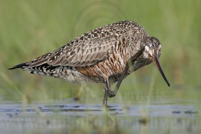 _MG_9282 Hudsonian Godwit.jpg