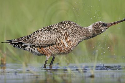 _MG_9288 Hudsonian Godwit.jpg
