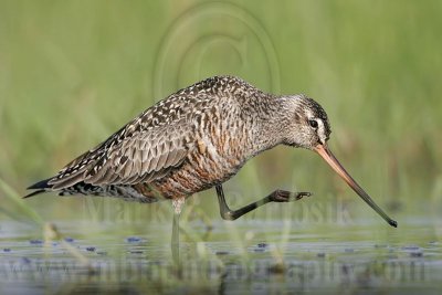 _MG_9300 Hudsonian Godwit.jpg