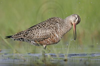 _MG_9301 Hudsonian Godwit.jpg