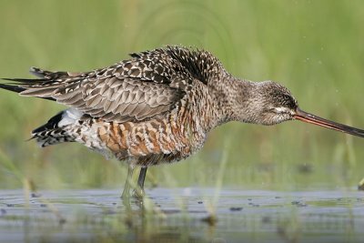 _MG_9304 Hudsonian Godwit.jpg