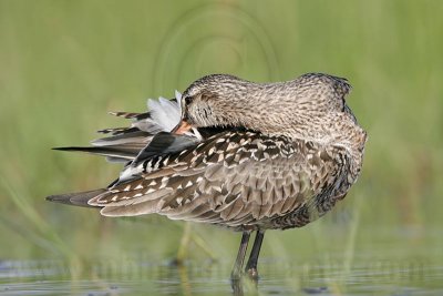 _MG_9309 Hudsonian Godwit.jpg