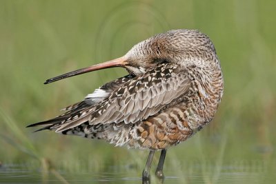_MG_9349 Hudsonian Godwit.jpg