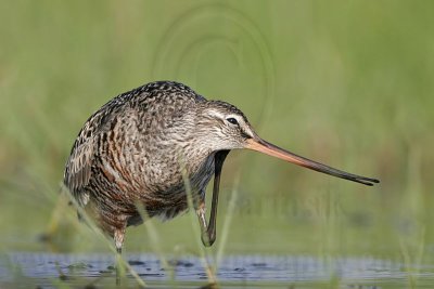 _MG_9358 Hudsonian Godwit.jpg