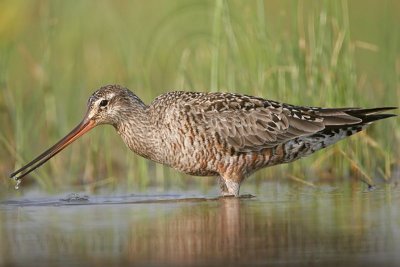 _MG_9508 Hudsonian Godwit.jpg