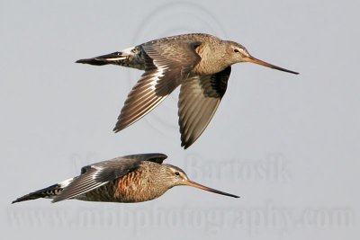 _MG_9695 Hudsonian Godwit.jpg