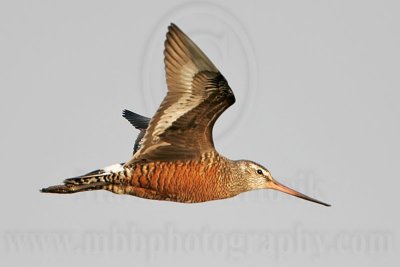 _MG_9824 Hudsonian Godwit.jpg