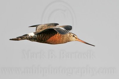 _MG_9825 Hudsonian Godwit.jpg