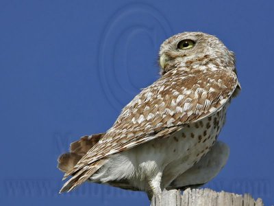 _MG_6642 Burrowing Owl.jpg