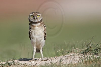 _MG_6714 Burrowing Owl.jpg