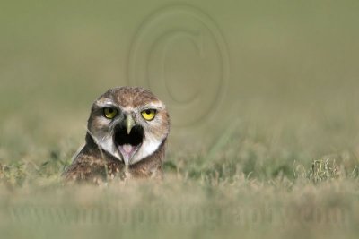 _MG_6982 Burrowing Owl.jpg