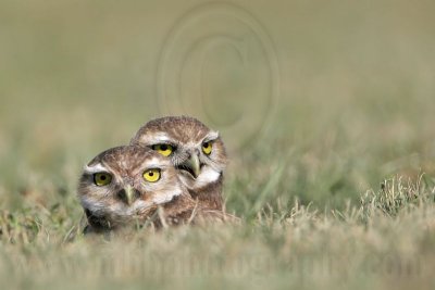 _MG_7092 Burrowing Owl.jpg