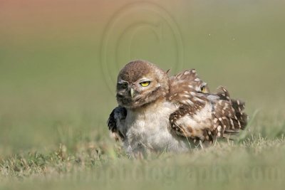 _MG_7138 Burrowing Owl.jpg