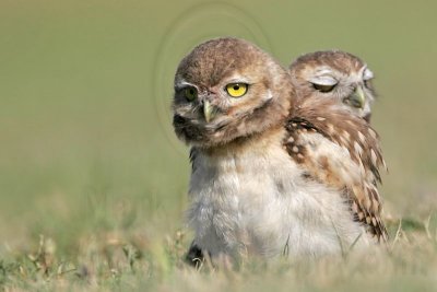 _MG_7142 Burrowing Owl.jpg