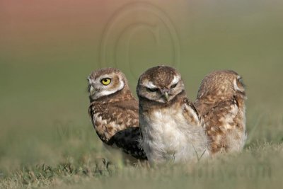 _MG_7206 Burrowing Owl.jpg