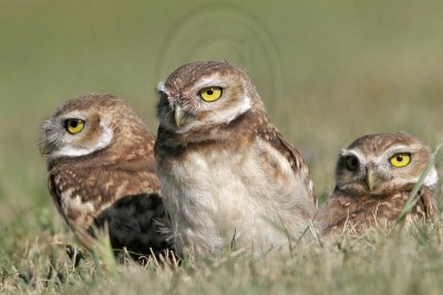 _MG_7312 Burrowing Owl.jpg
