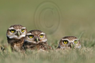 _MG_7322 Burrowing Owl.jpg