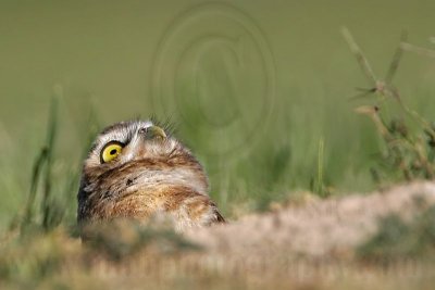 _MG_7384 Burrowing Owl.jpg