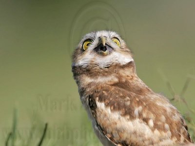 _MG_7501 Burrowing Owl.jpg
