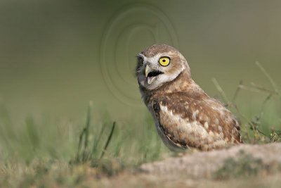 _MG_7509 Burrowing Owl.jpg