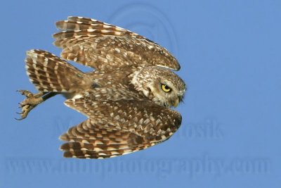 _MG_7854 Burrowing Owl.jpg
