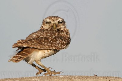 _MG_8311 Burrowing Owl.jpg