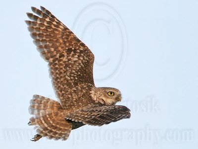 _MG_8477 Burrowing Owl.jpg